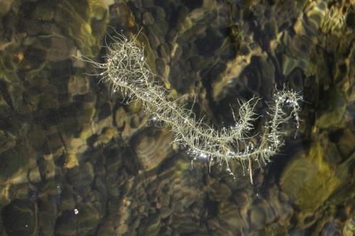 Digital photo, Moss on Water